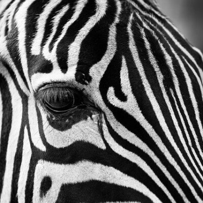 zebra black and white